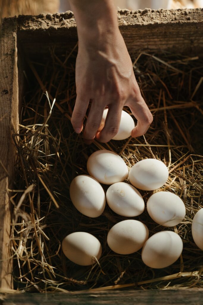 Are broiler eggs good for your health or not
