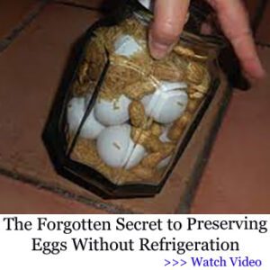 egg storage